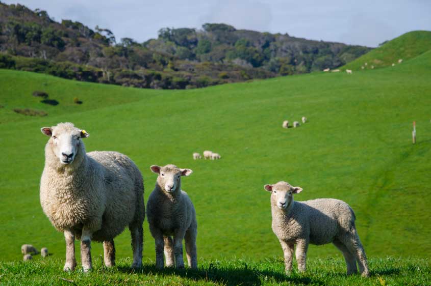 בדומה לבשר כבש: יוטל מכס גם על כשרות של שמן מיובא